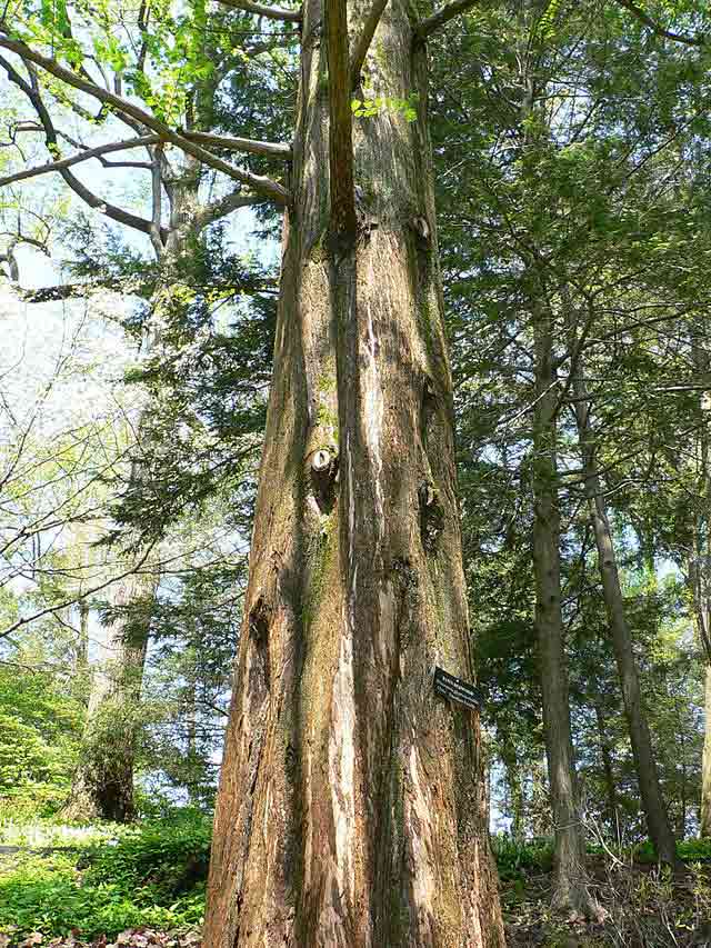 Metasequoia glyptostroboides (Dawn Redwood) Bonsai Tree Type (Outdoors)